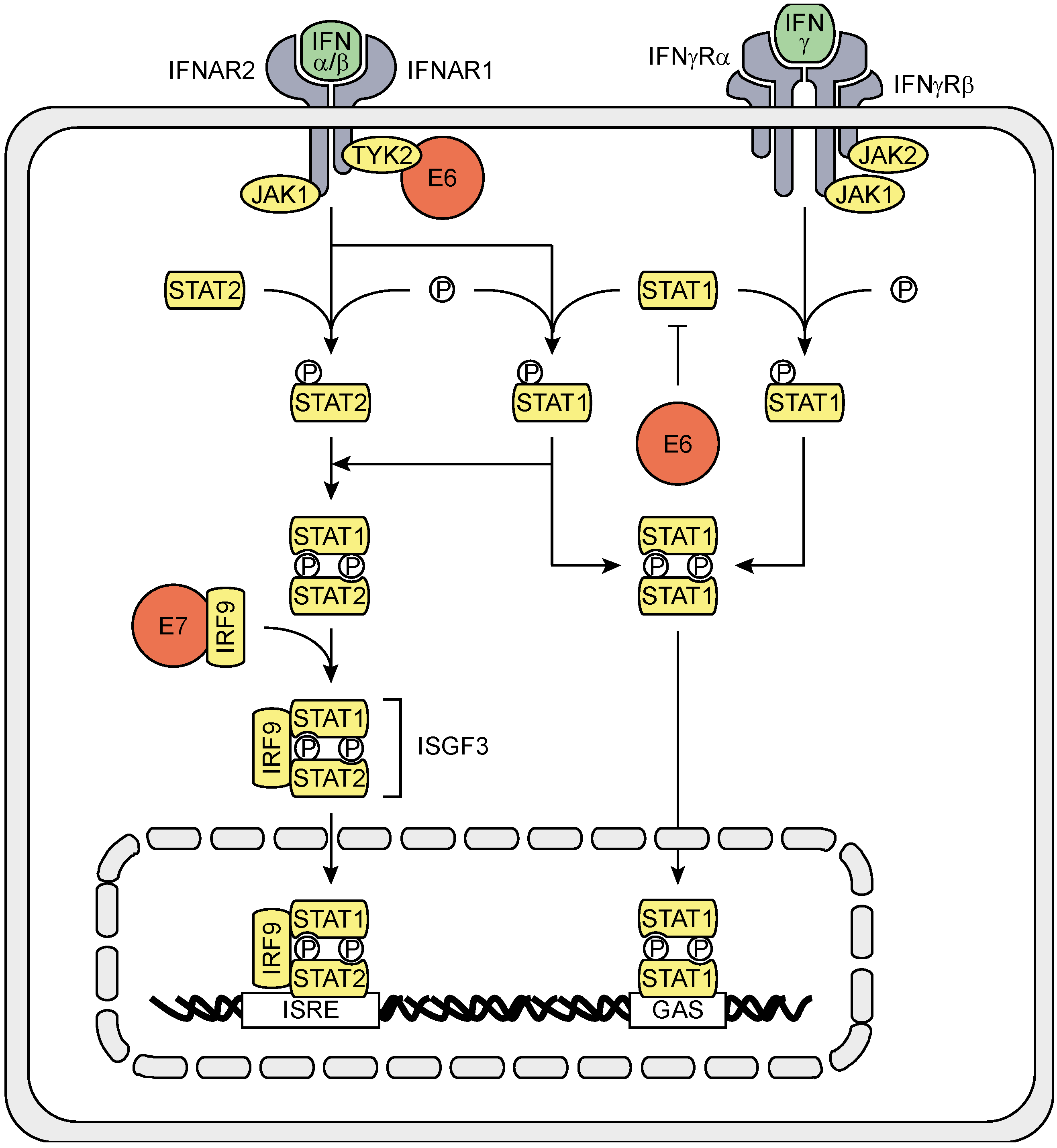 Viruses 07 02485 g002