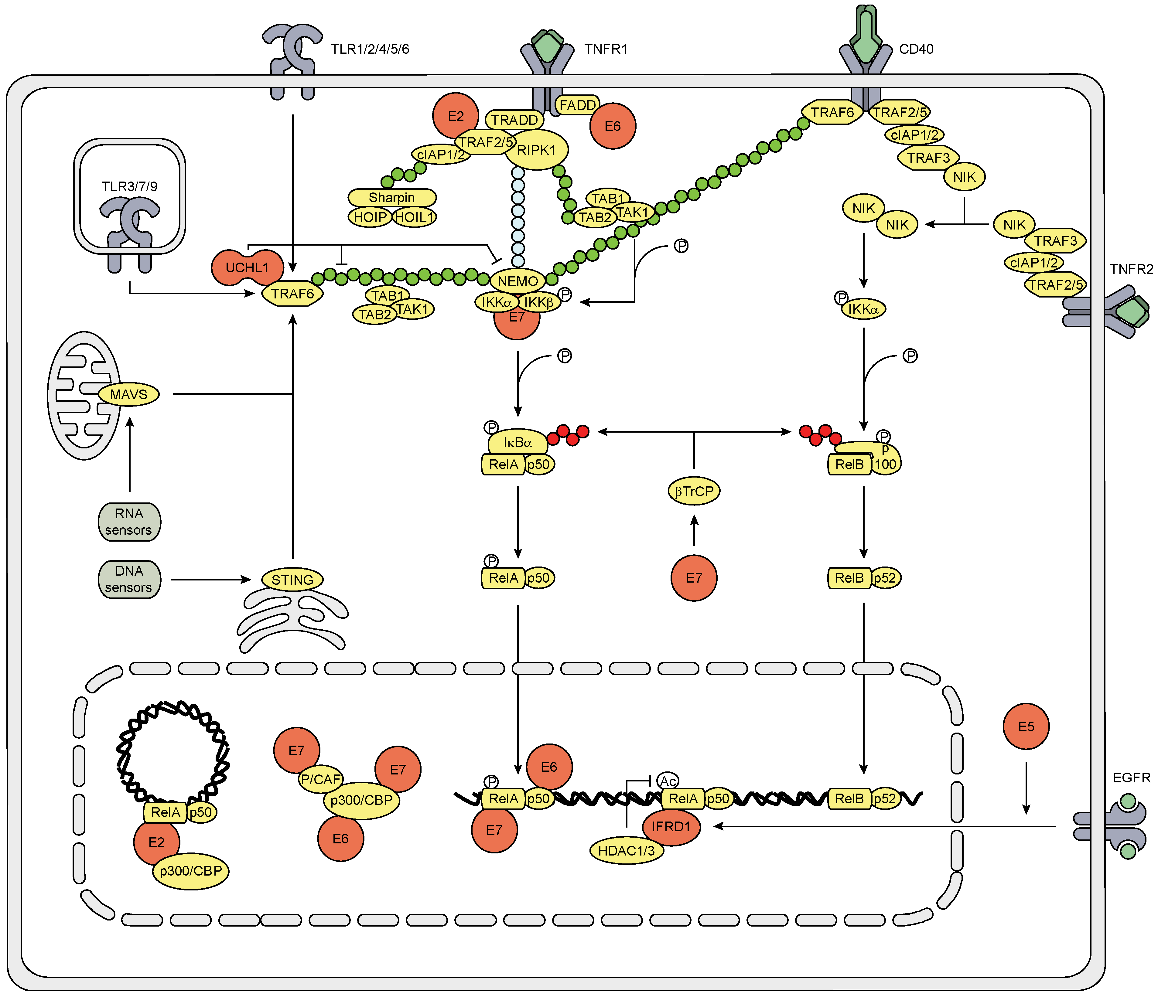 Viruses 07 02485 g003