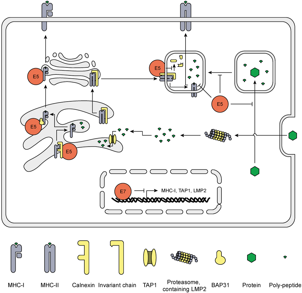 Viruses 07 02485 g004 1024
