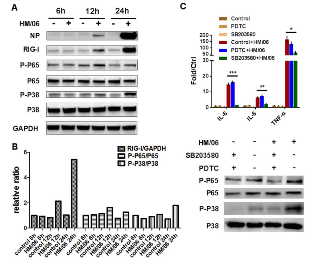Viruses 07 02618 g009 1024