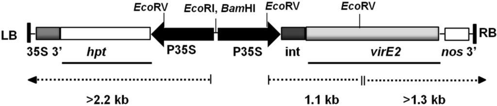 Viruses 07 02641 g001 1024