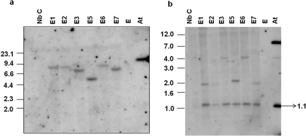 Viruses 07 02641 g002 1024