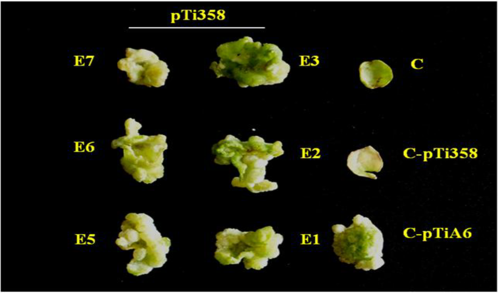 Viruses 07 02641 g003 1024