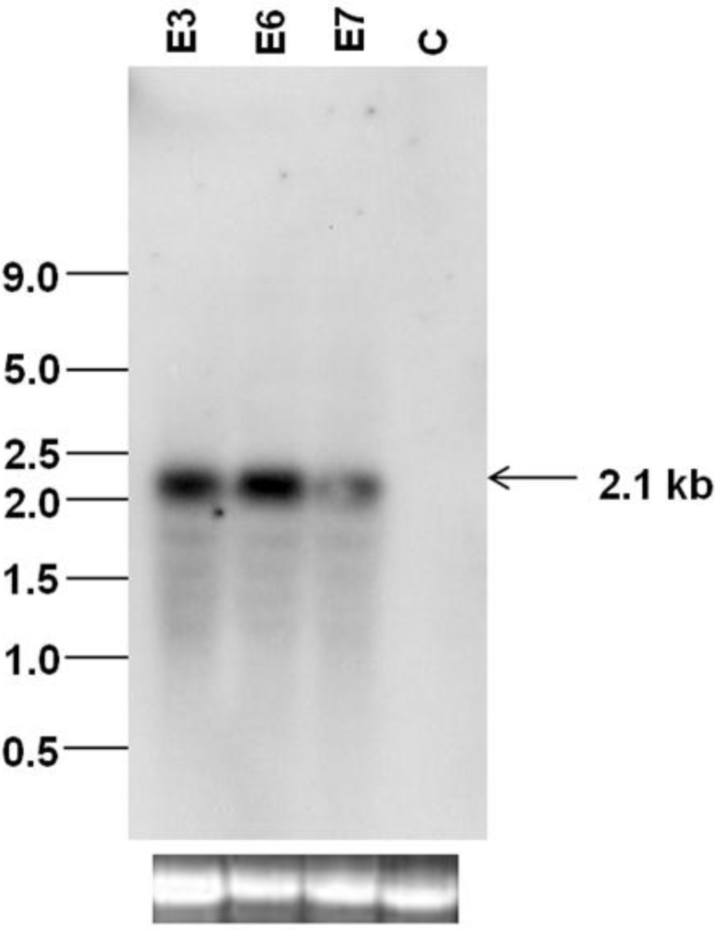 Viruses 07 02641 g004 1024