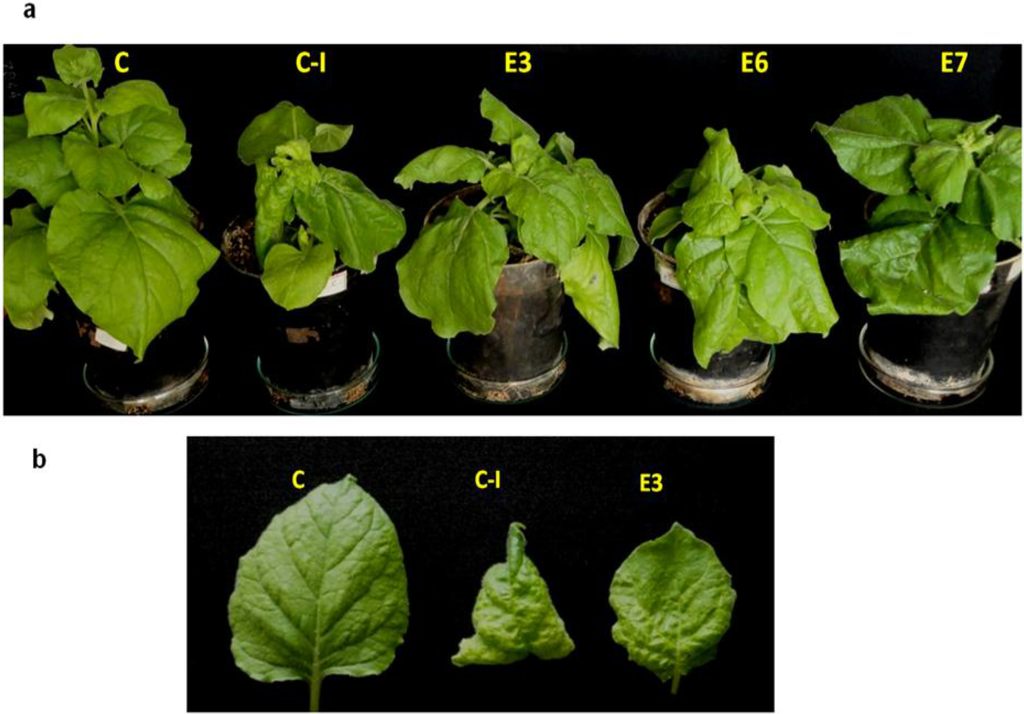 Viruses 07 02641 g005 1024