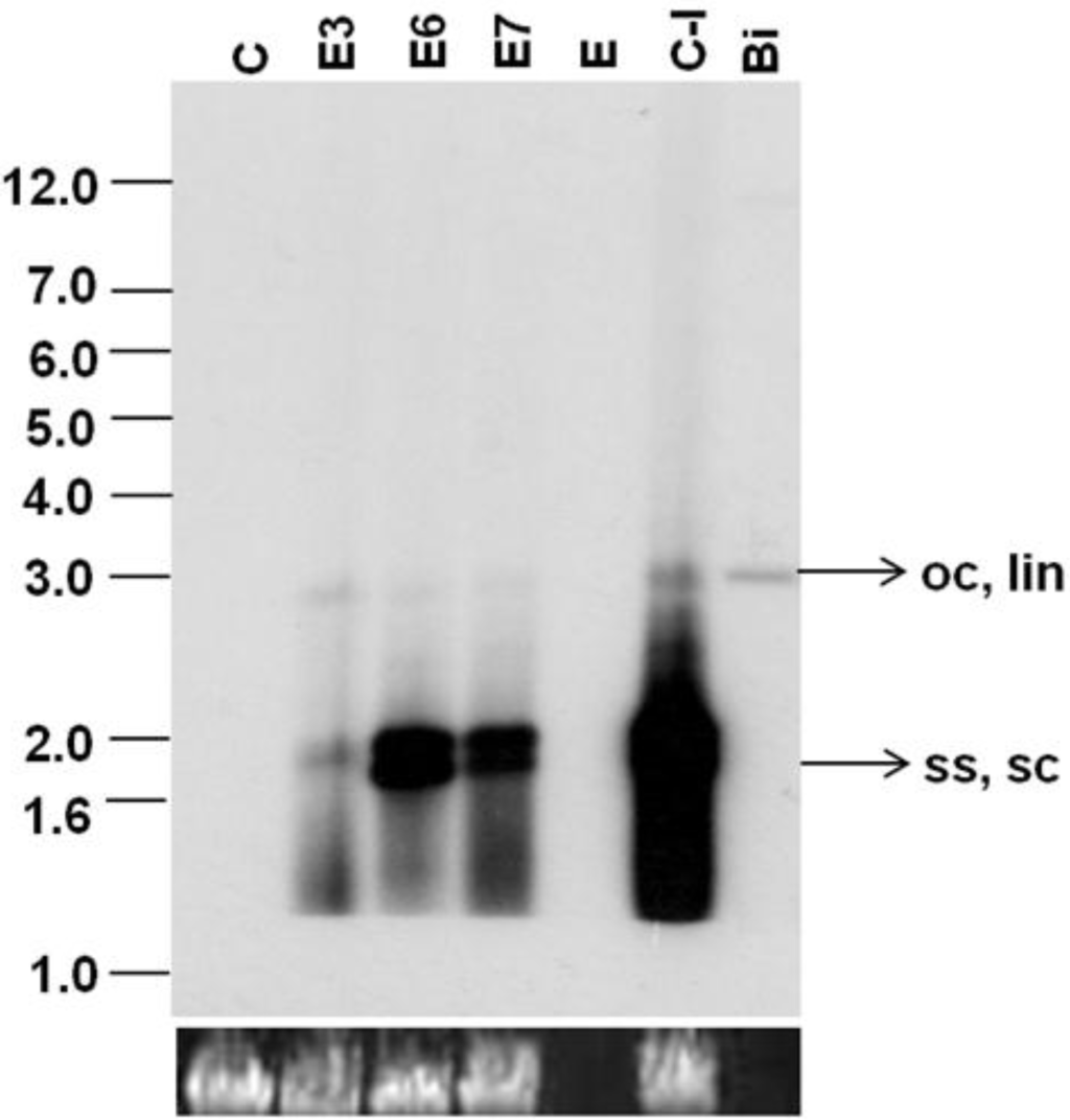 Viruses 07 02641 g006 1024