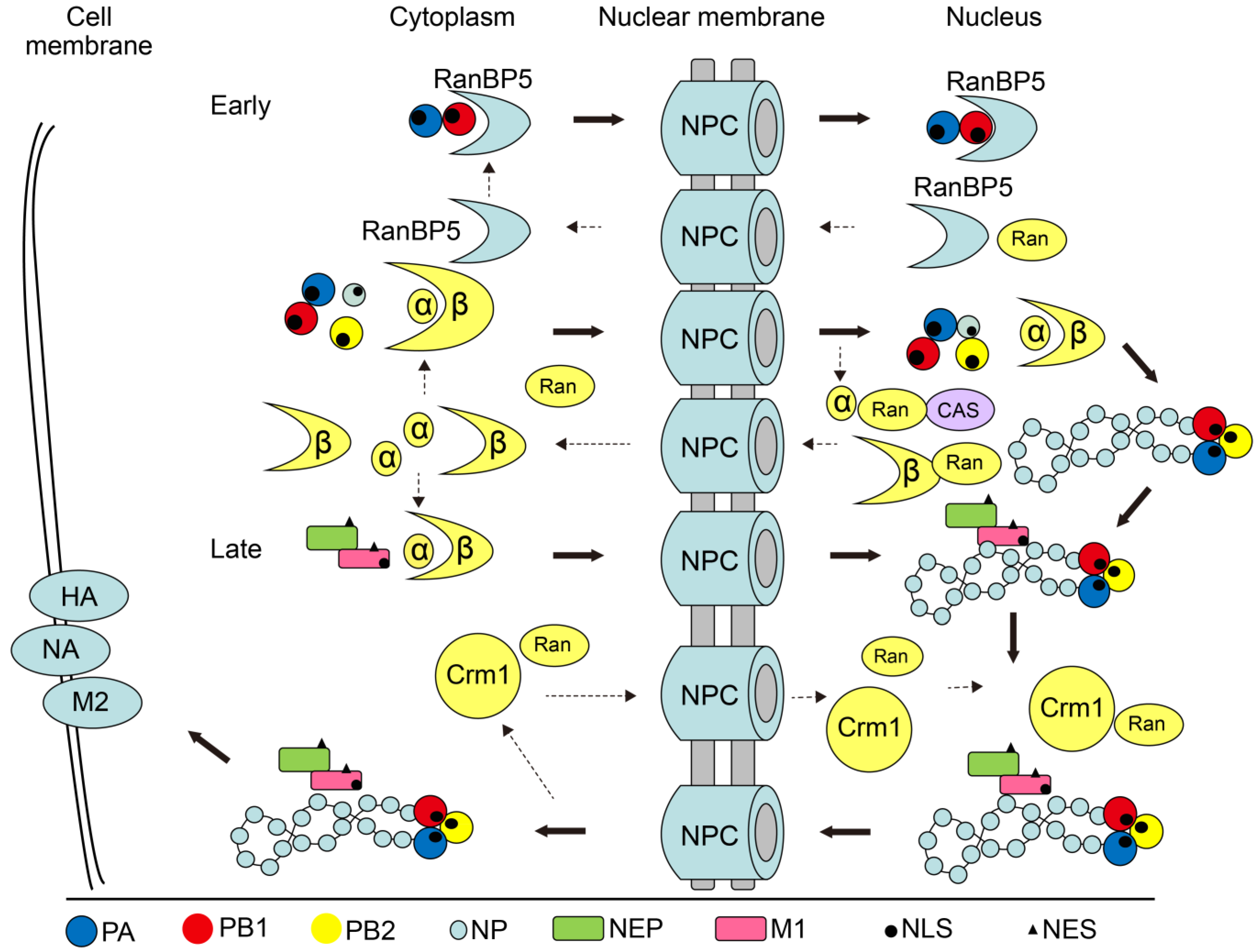 Viruses 07 02668 g001
