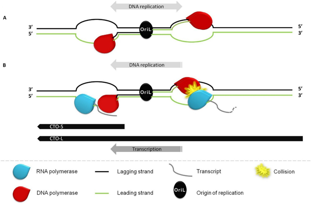 Viruses 07 02727 g006 1024