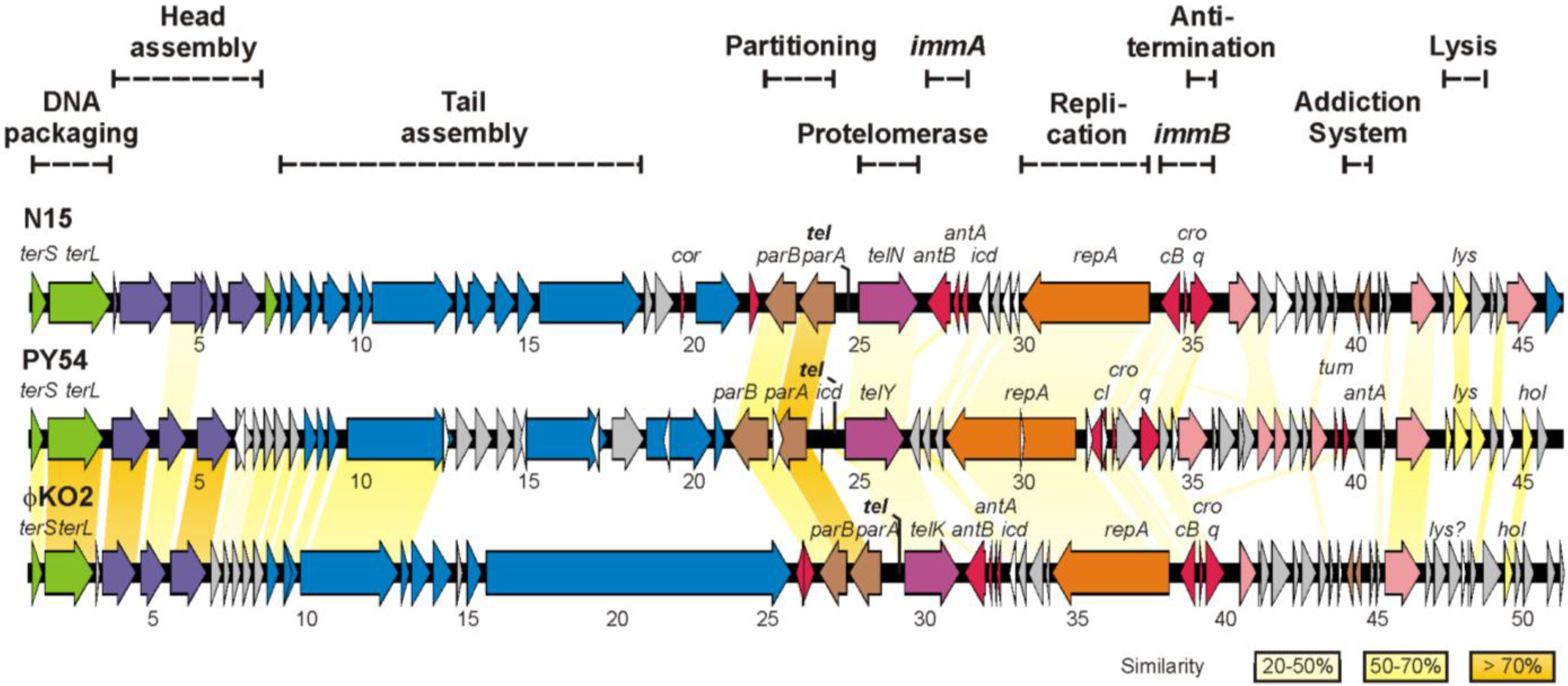 Viruses 07 02746 g001