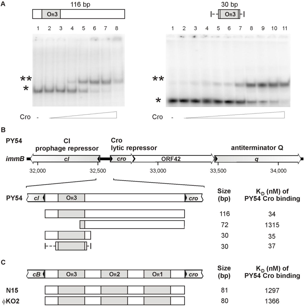 Viruses 07 02746 g004 1024