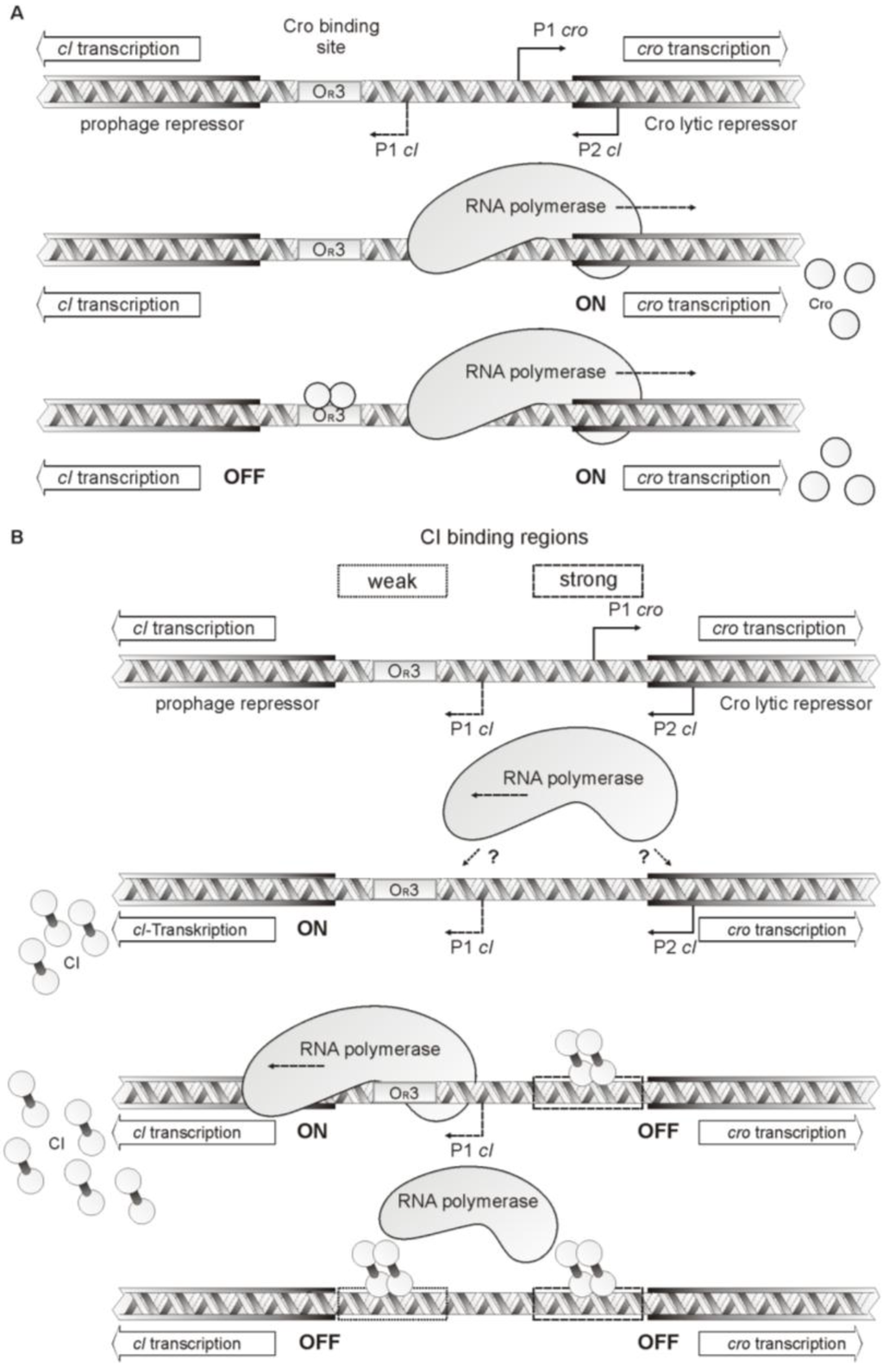 Viruses 07 02746 g008 1024