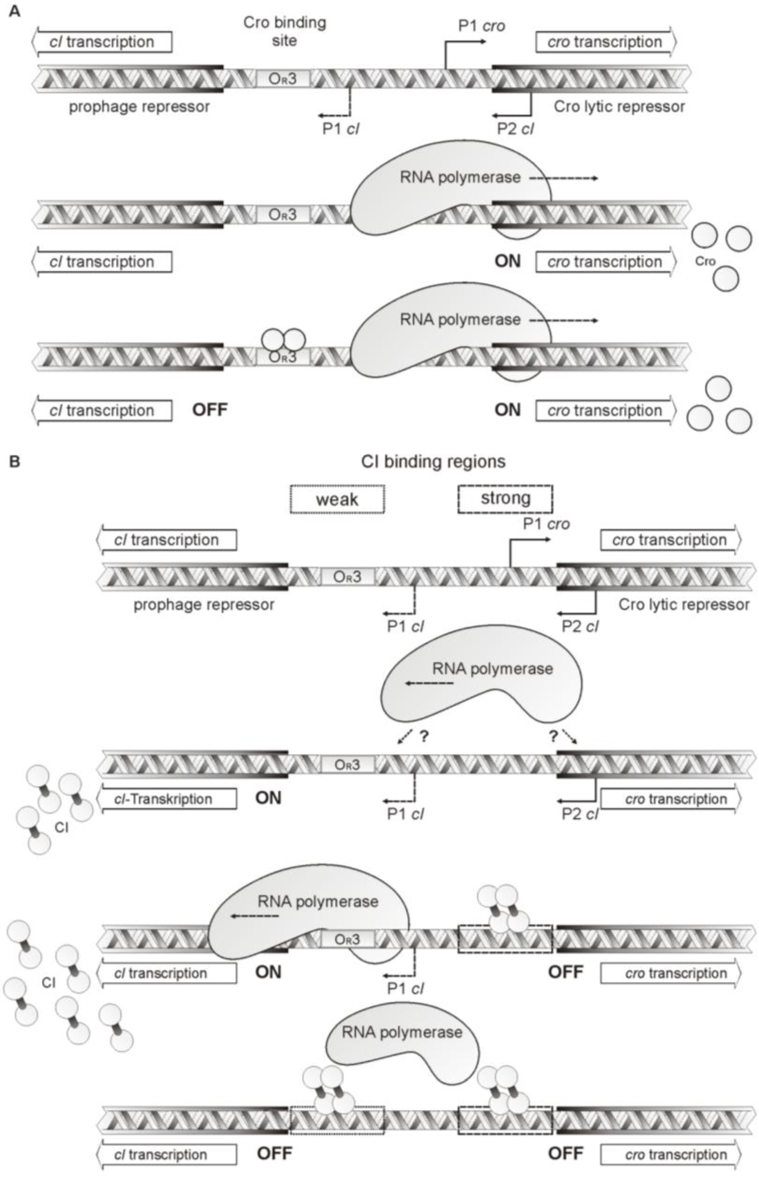 Viruses 07 02746 g008