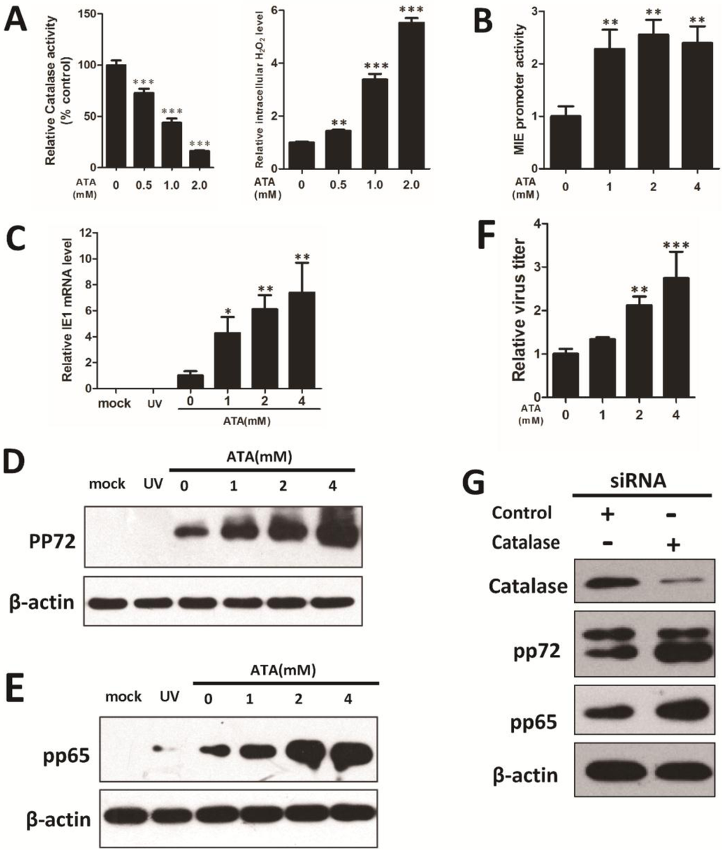 Viruses 07 02748 g003 1024