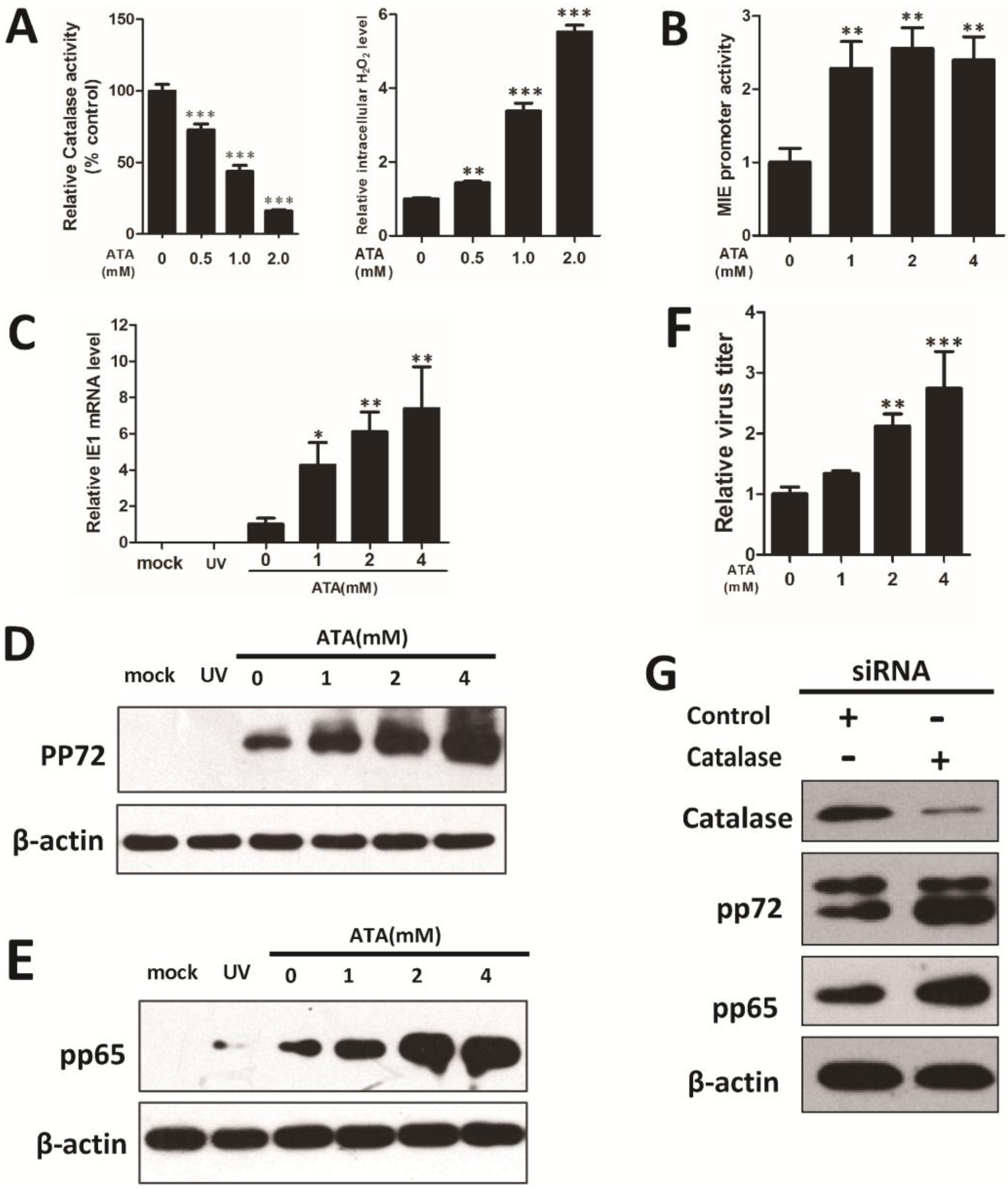 Viruses 07 02748 g003