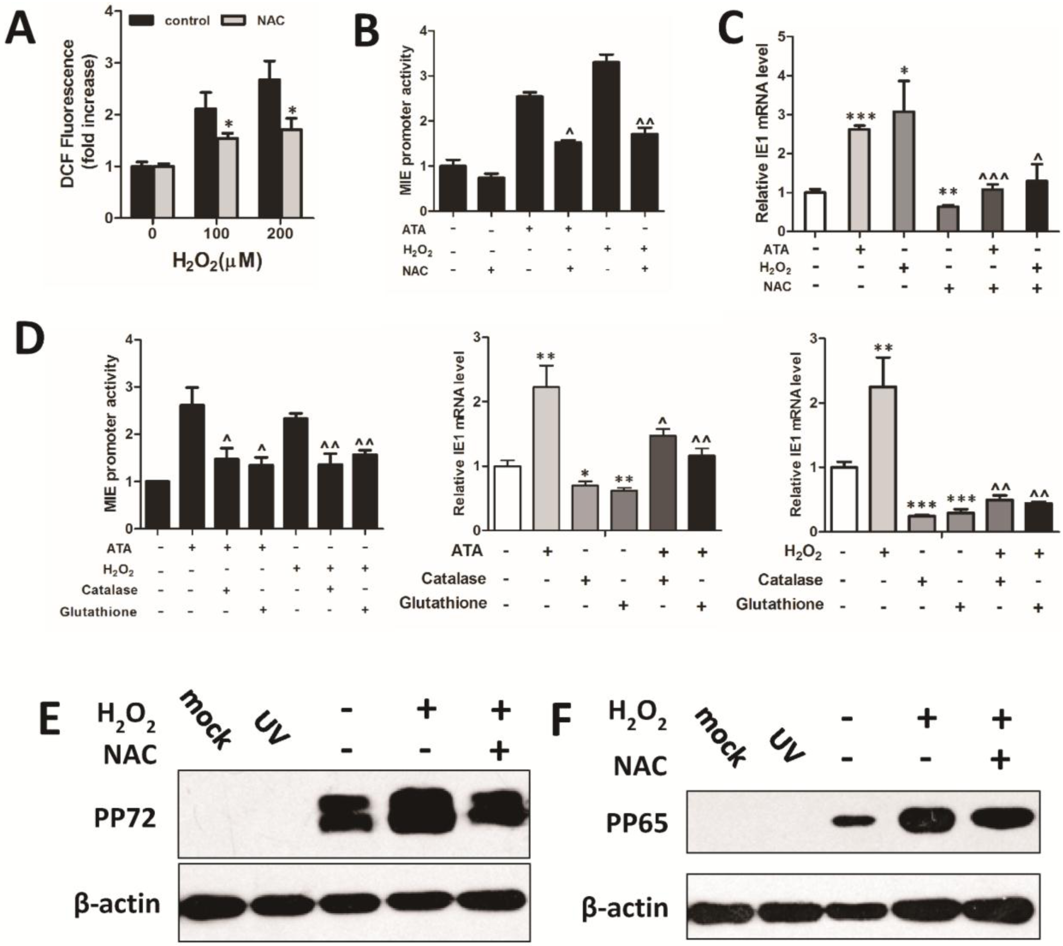 Viruses 07 02748 g004a