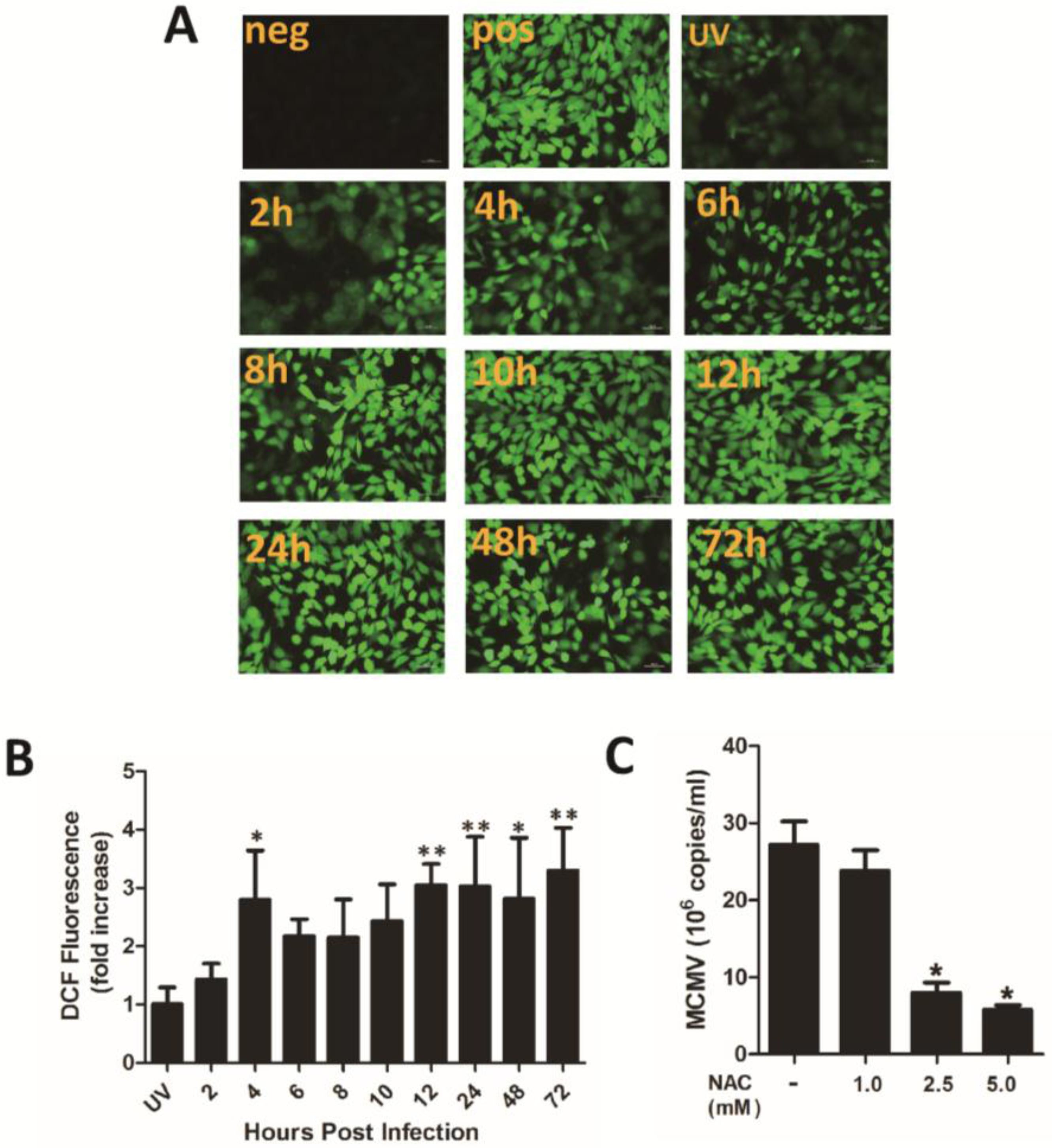 Viruses 07 02748 g005a