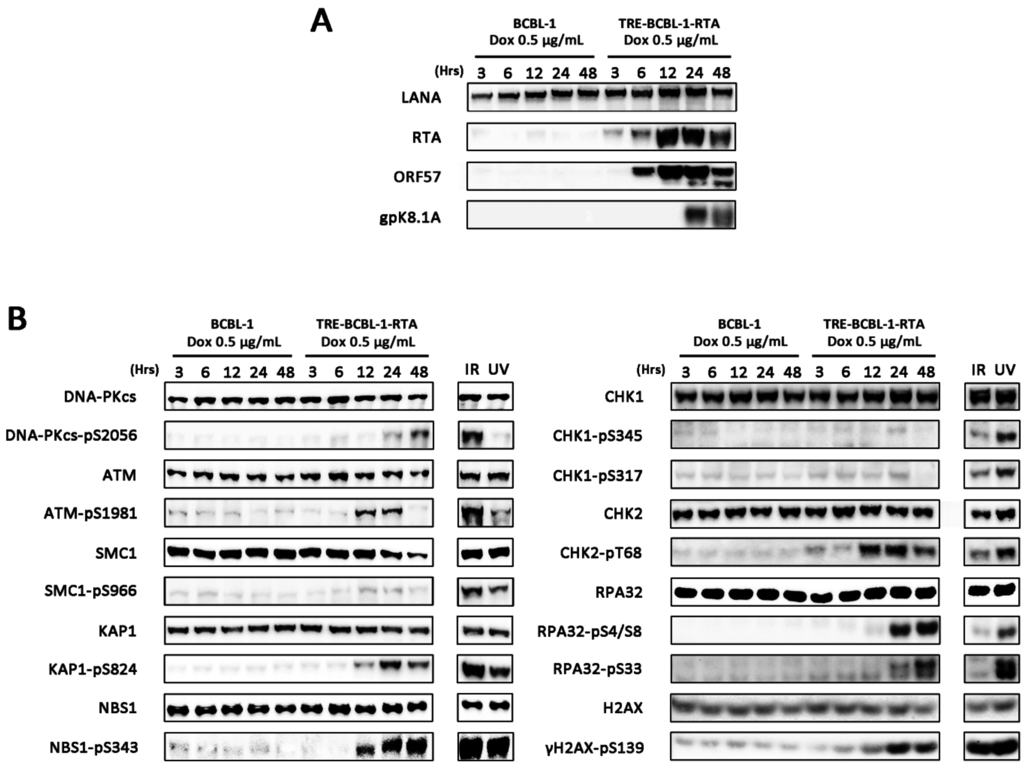 Viruses 07 02752 g001 1024
