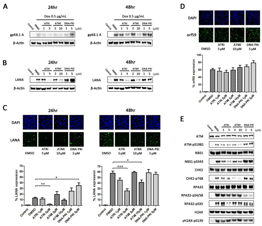 Viruses 07 02752 g003 1024