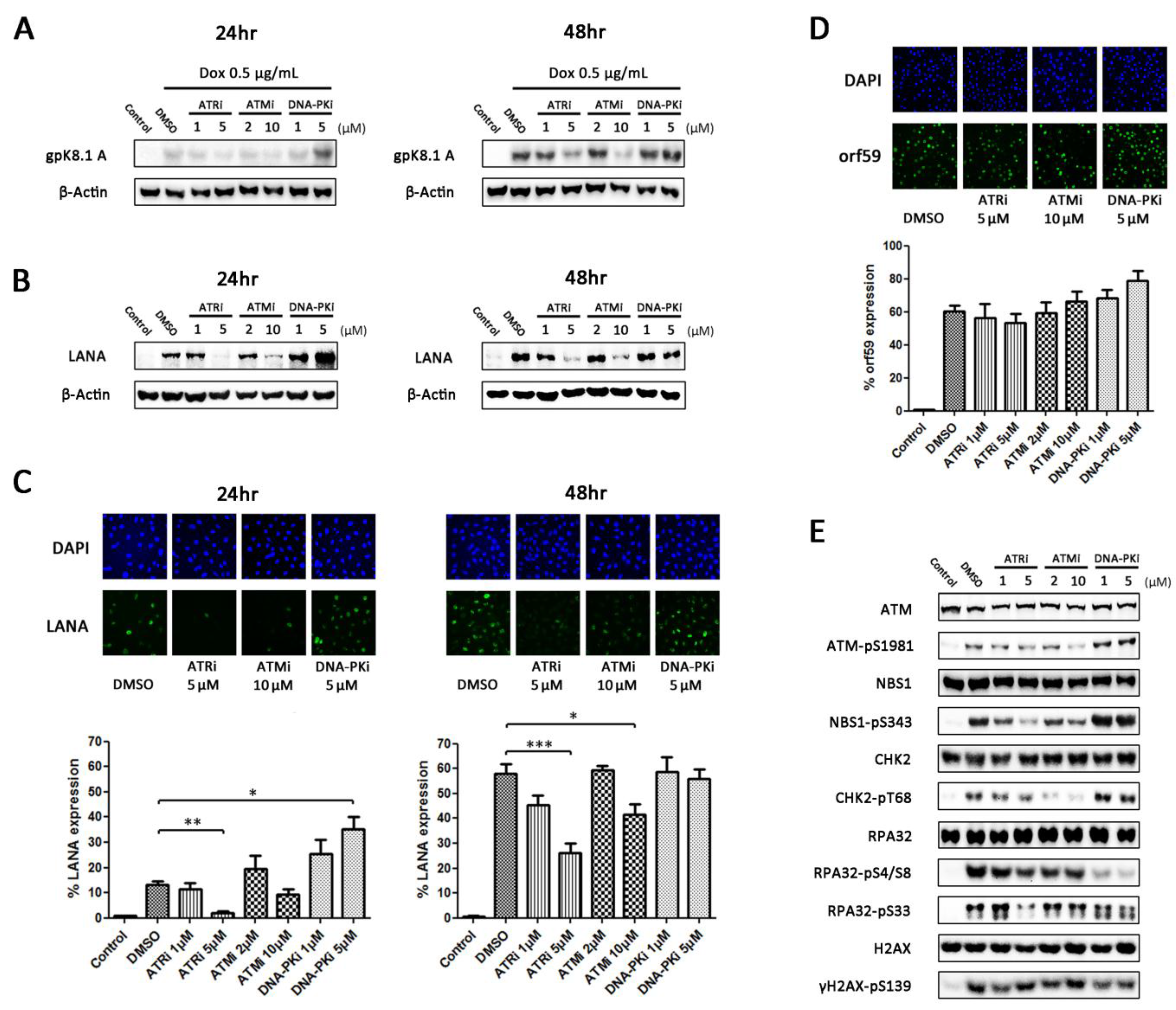Viruses 07 02752 g003