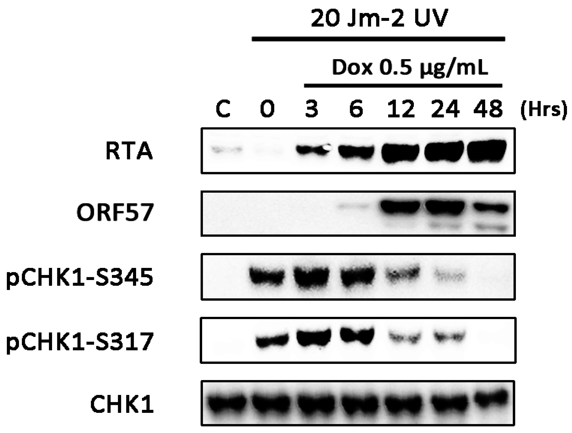 Viruses 07 02752 g004