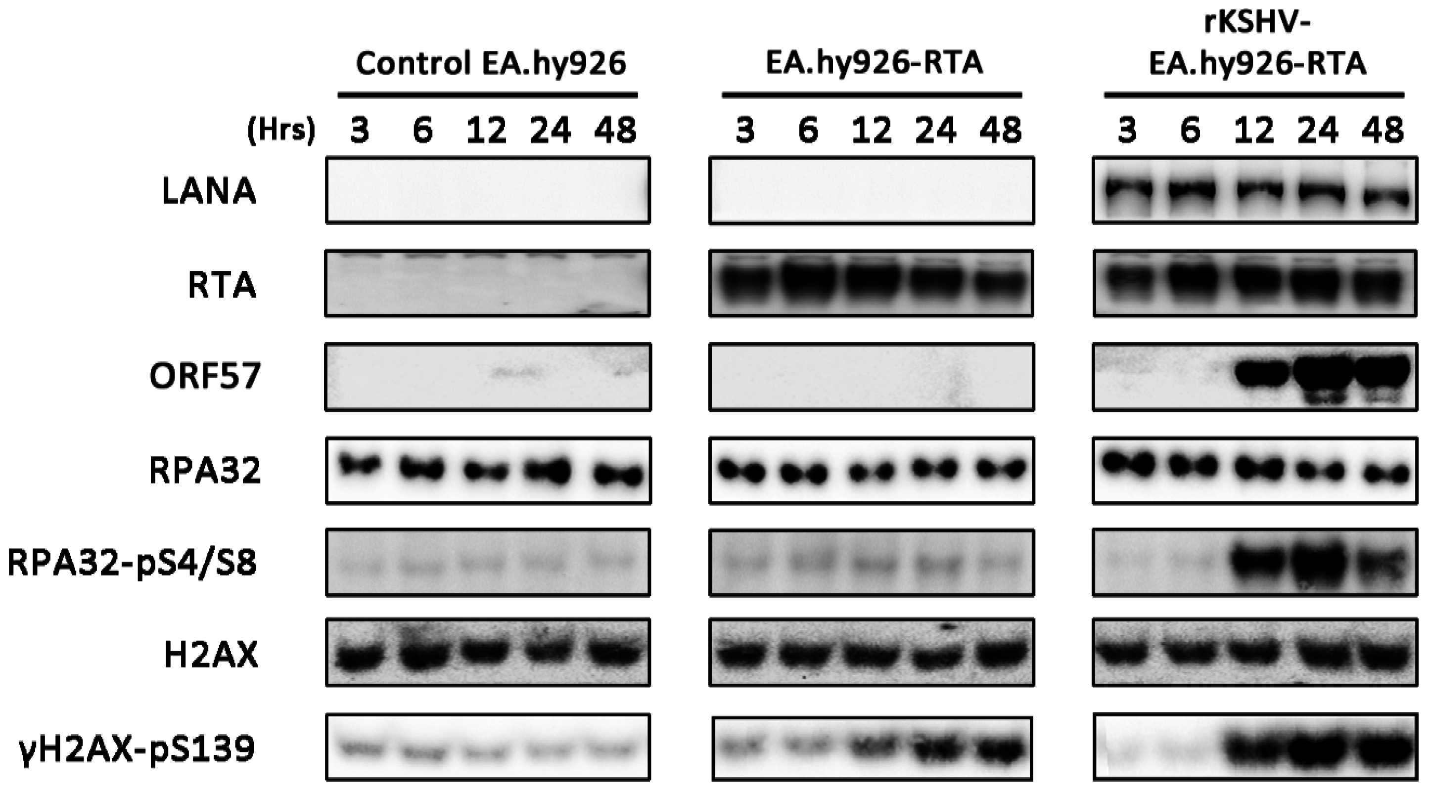 Viruses 07 02752 g007