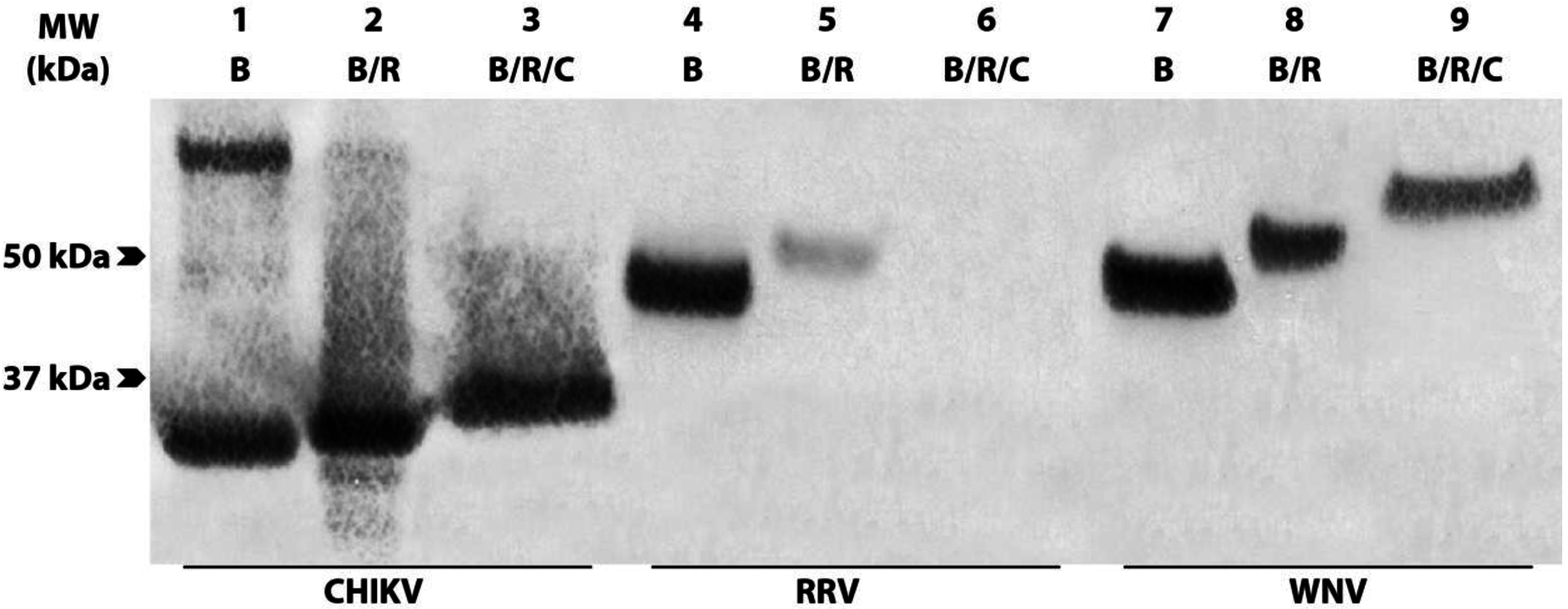 Viruses 07 02754 g002