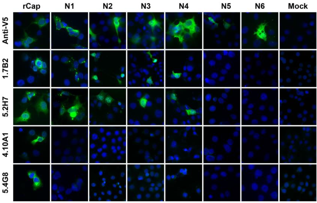 Viruses 07 02754 g004 1024