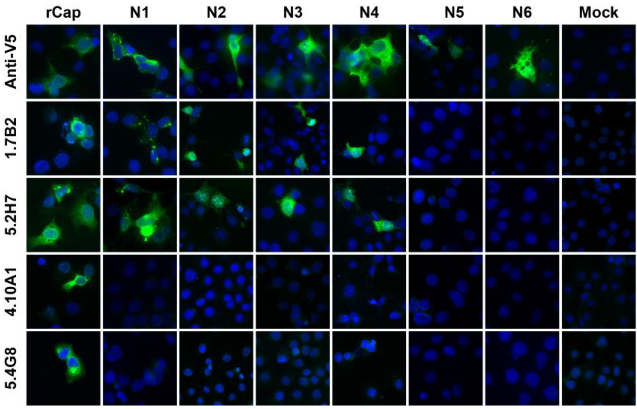 Viruses 07 02754 g004