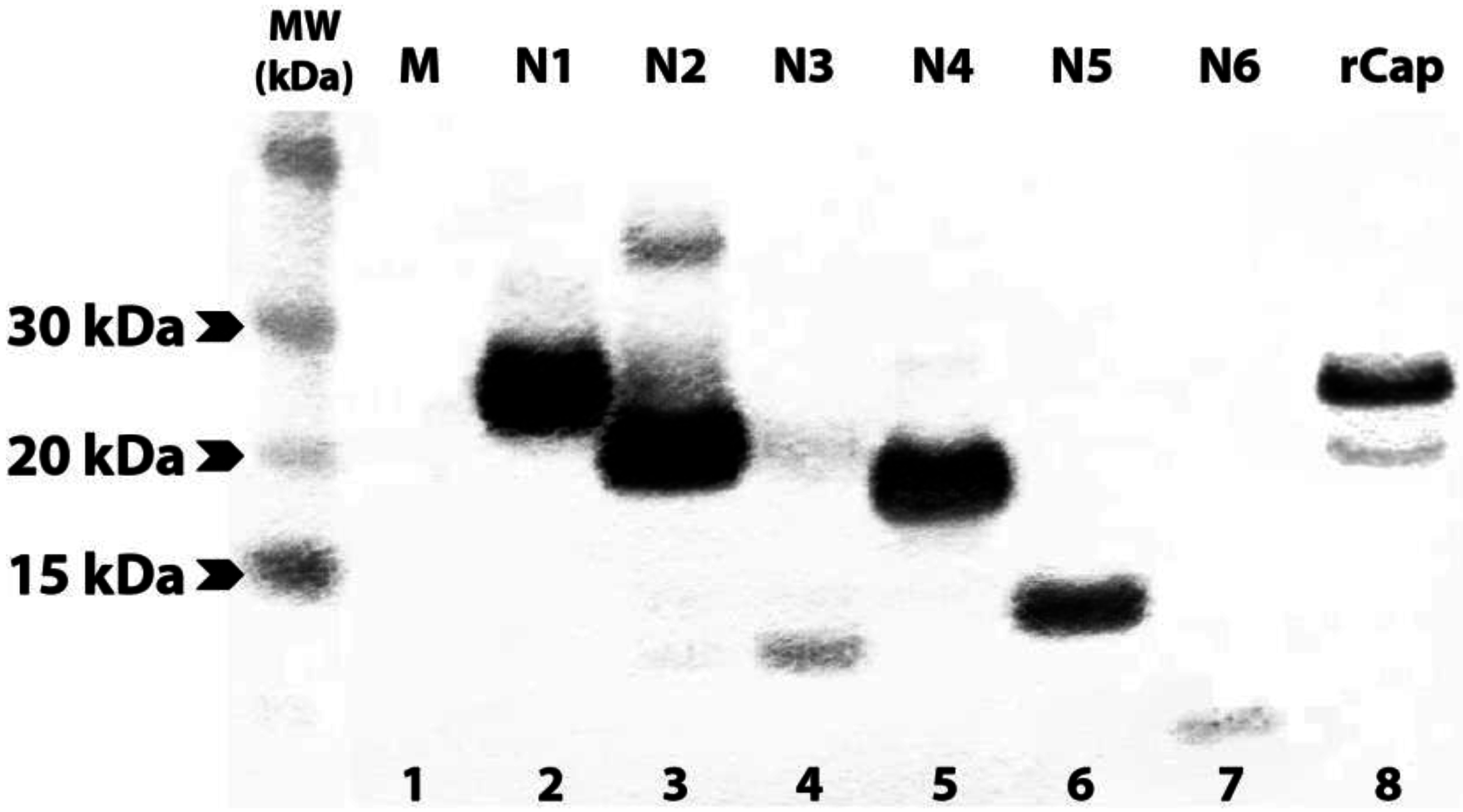 Viruses 07 02754 g005