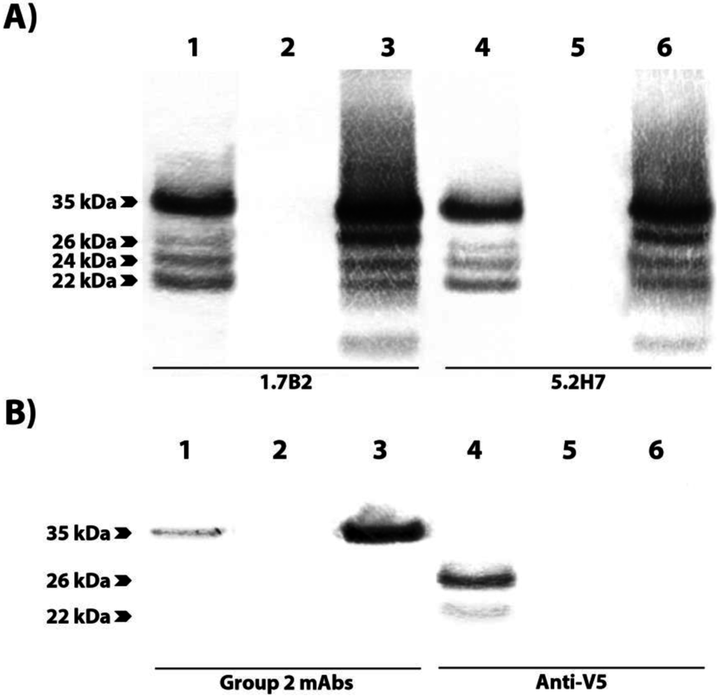 Viruses 07 02754 g006 1024
