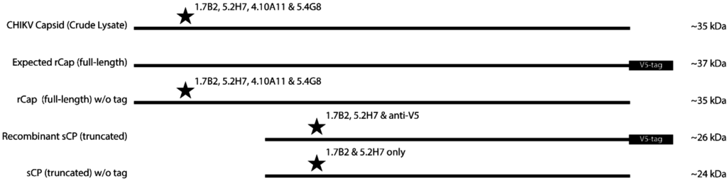 Viruses 07 02754 g010 1024