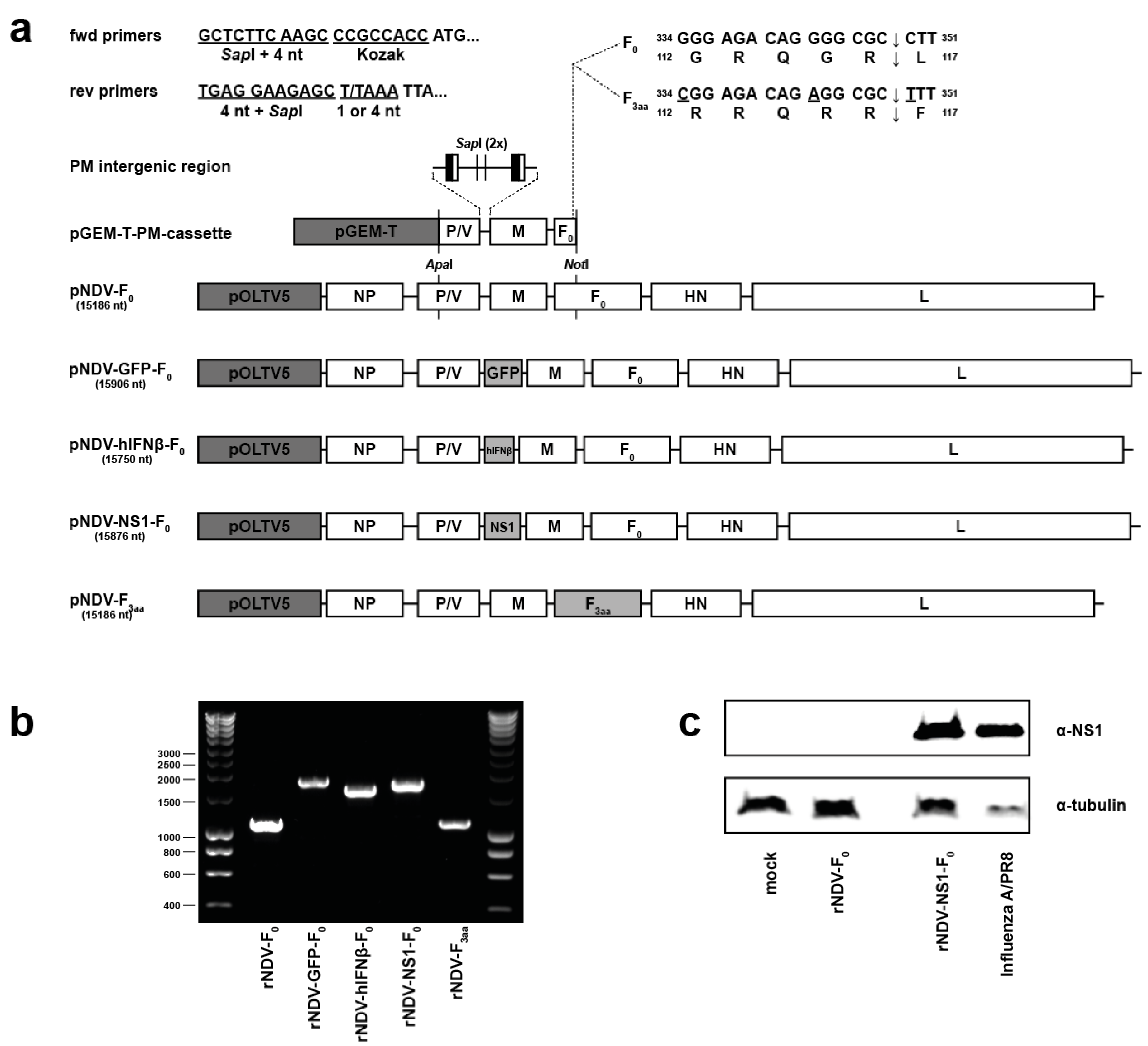 Viruses 07 02756 g001
