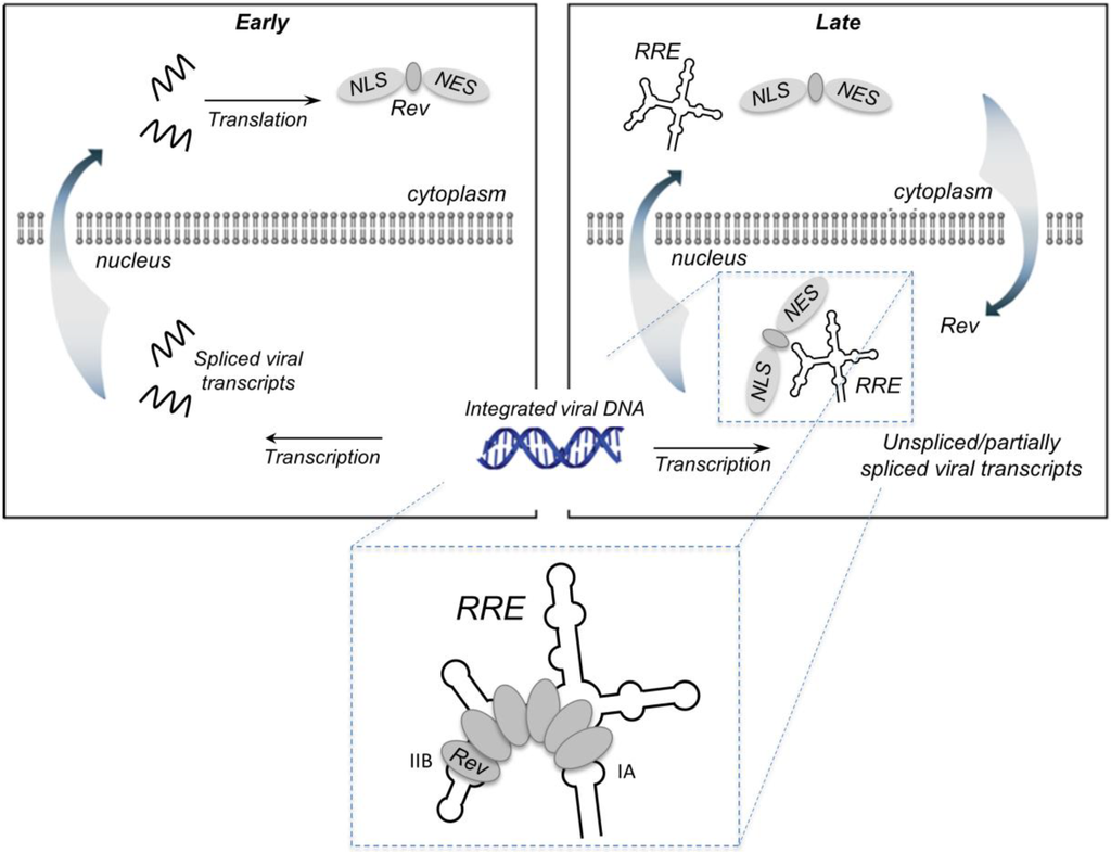 Viruses 07 02760 g001 1024