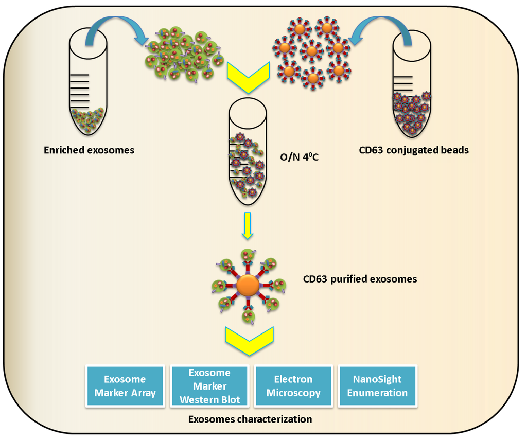 Viruses 07 02770 g004 1024