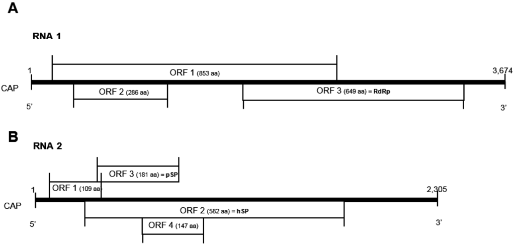 Viruses 07 02774 g001 1024