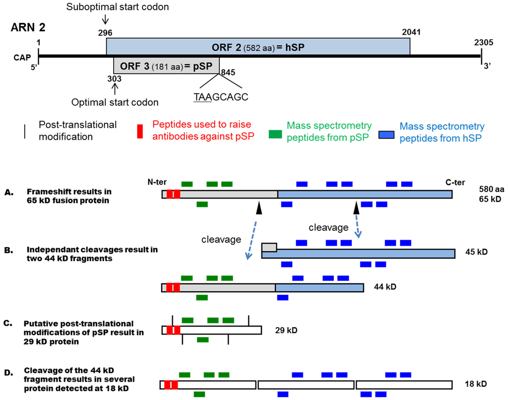 Viruses 07 02774 g005 1024