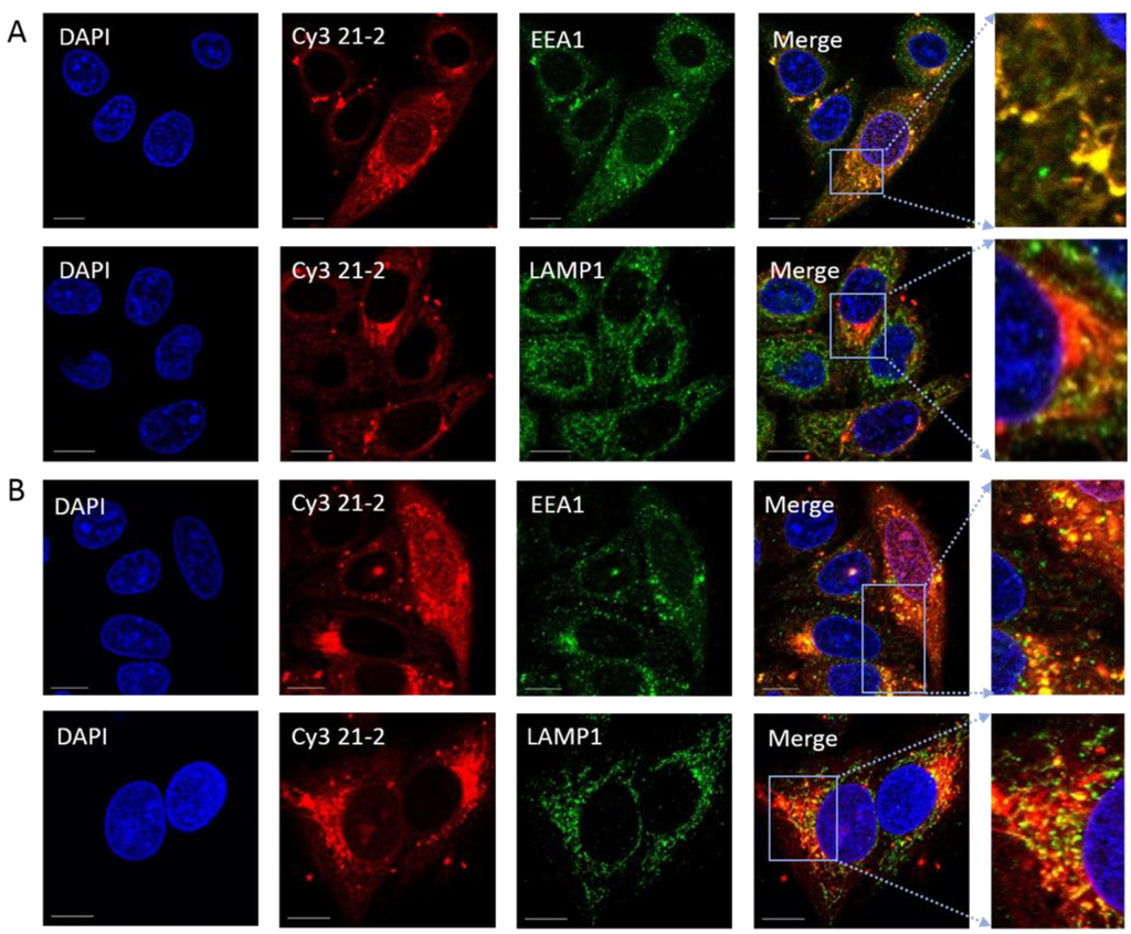 Viruses 07 02780 g004a 1024