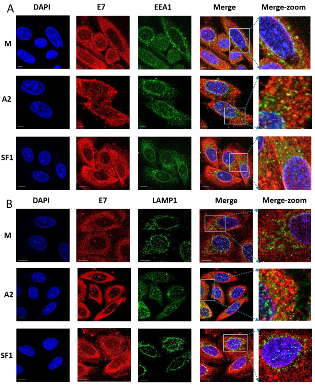 Viruses 07 02780 g005a 1024