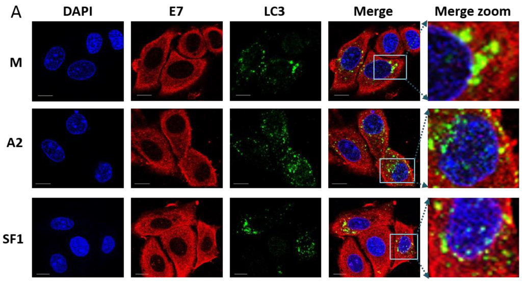 Viruses 07 02780 g006a 1024