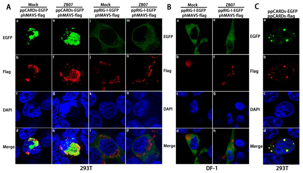 Viruses 07 02813 g004 1024