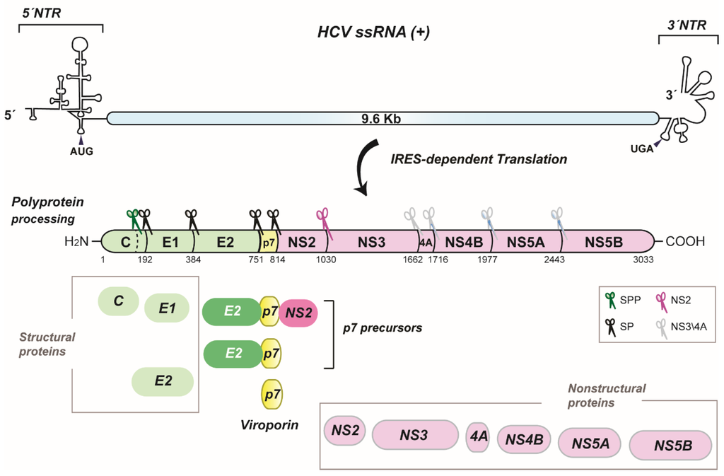 Viruses 07 02826 g001 1024