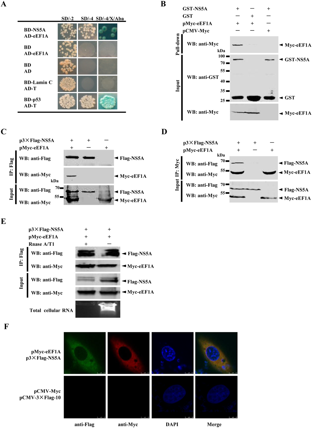 Viruses 07 02833 g001 1024