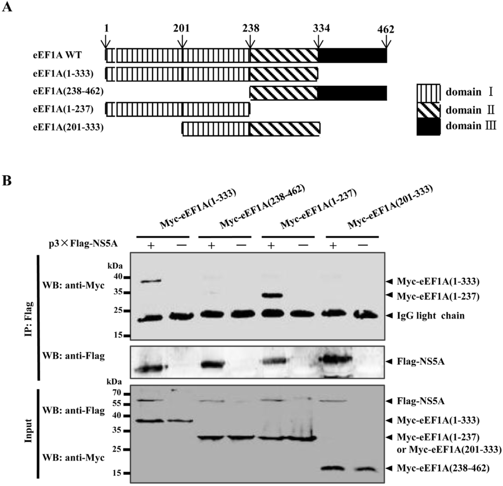 Viruses 07 02833 g002 1024