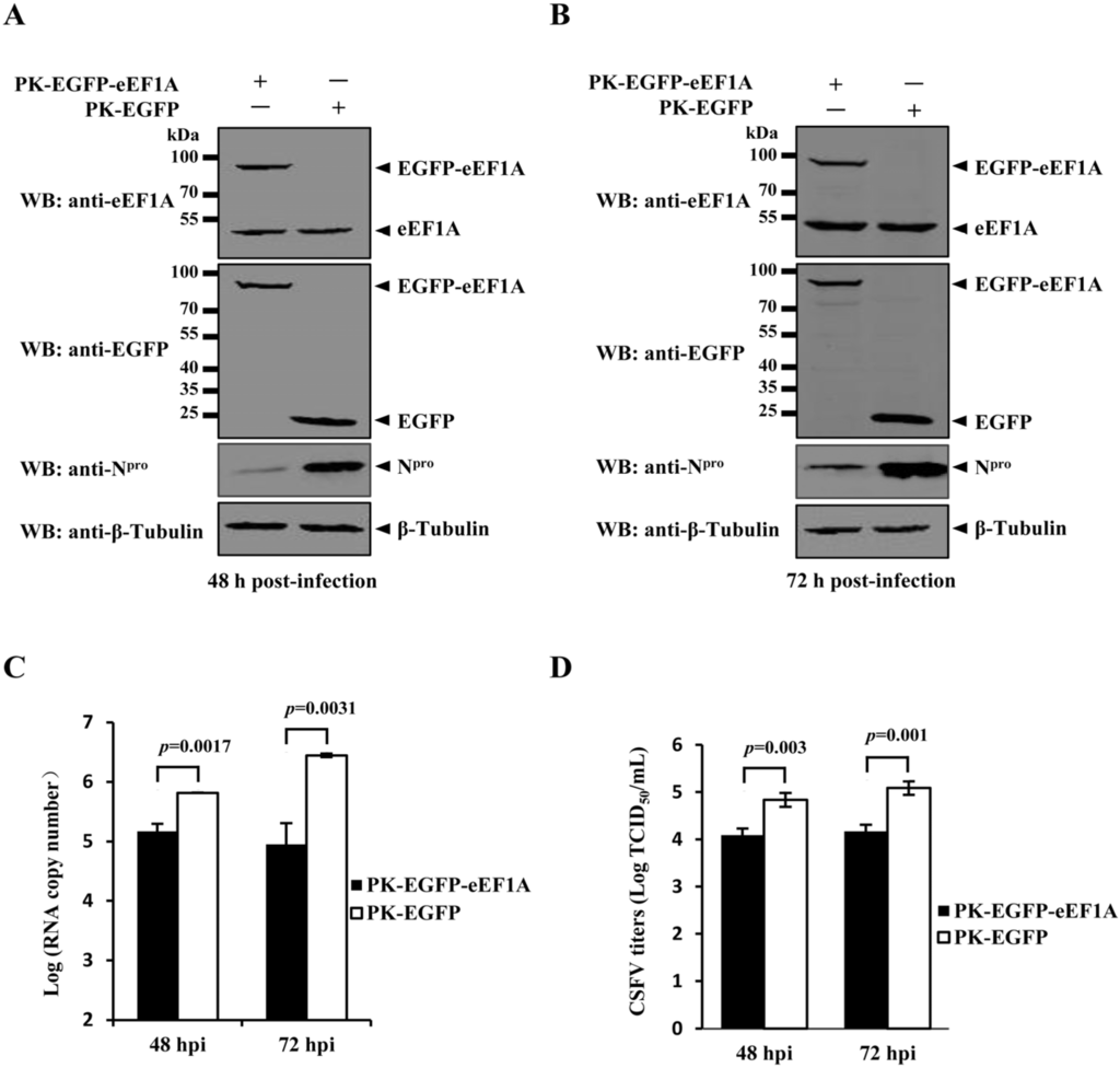 Viruses 07 02833 g003 1024