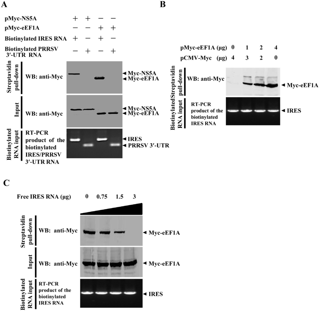 Viruses 07 02833 g006 1024