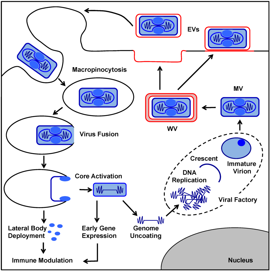 Viruses 07 02844 g001 1024