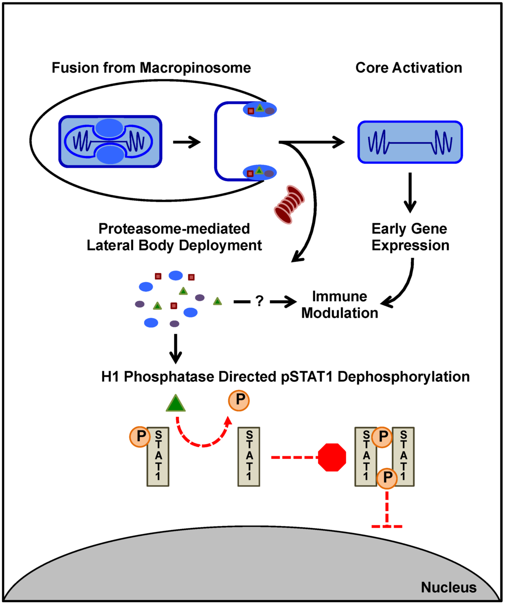 Viruses 07 02844 g002 1024