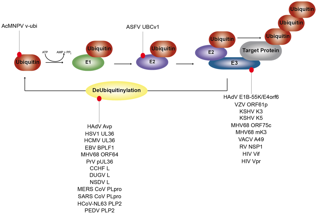 Viruses 07 02849 g001 1024