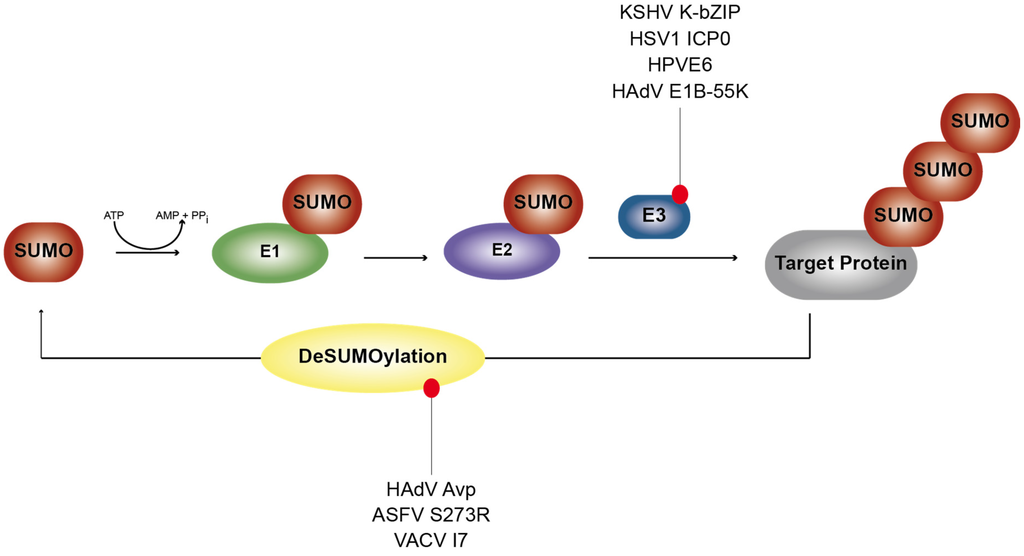 Viruses 07 02849 g002 1024