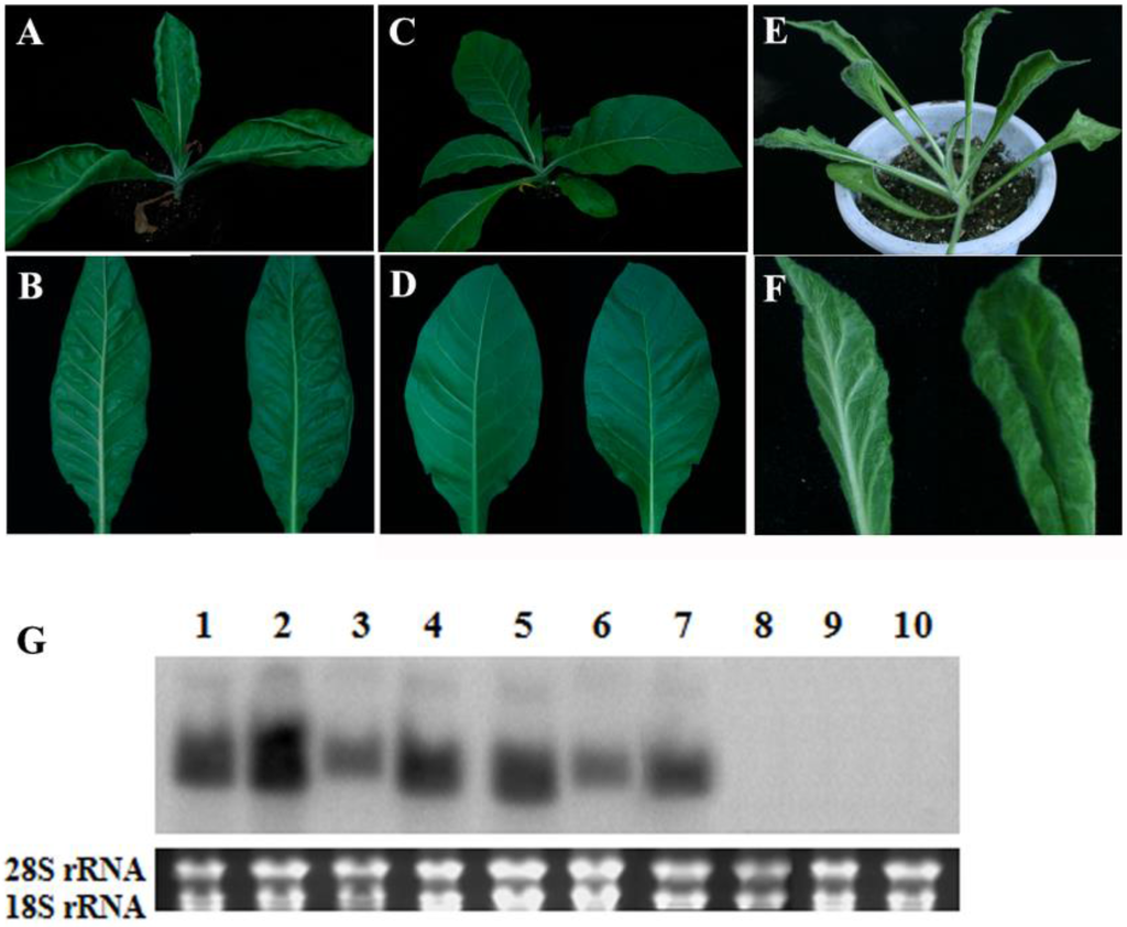 Viruses 07 02853 g002 1024